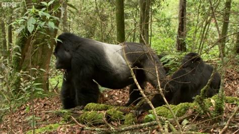 gorilla mating video